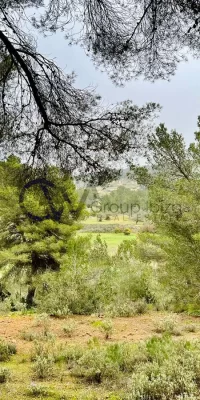 Terrain Rustique Exceptionnel avec Permis de Construire près de Santa Gertrudis