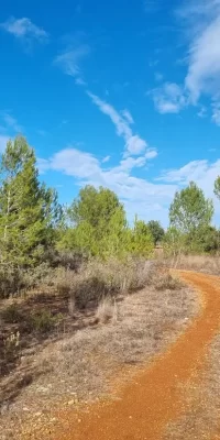 Trois terrains à bâtir à Santa Gertrudis – excellente opportunité d’investissement !