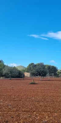 Three building plots in Santa Gertrudis – prime investment opportunity!